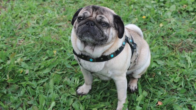 HTT Maskottchen HTT2015-3-5