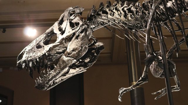 Kopf und Vordergliedmaßen