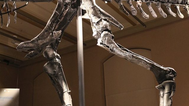 Beckenregion mit Beinen