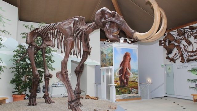 Siegsdorfer Mammut Urlaub2011-07