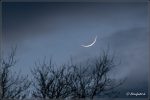 42h alte Mondsichel in der Dämmerung comp_IMG_0156.jpg