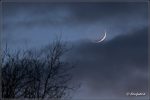 Schmale Mondsichel mit Erdschein comp_IMG_0158.jpg