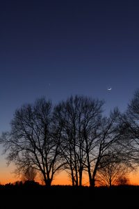 Mondsichel und Jupiter oberhalb einer Baumgruppe am 6. März 2011 Mond_Jupiter_110306-1