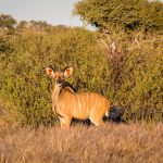 Kudu Antilope